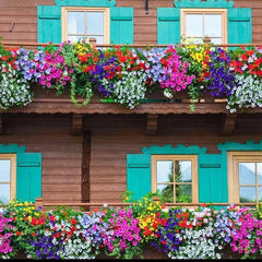 Mix Colour Morning Glory Mix Flower Seeds For Home Garden